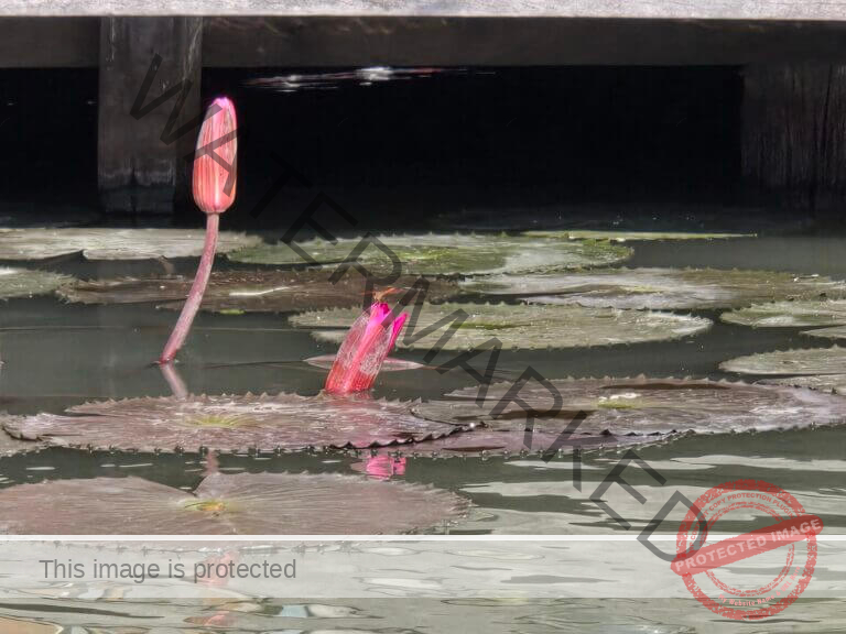 5 Days in Pattaya, Thailand: My Travel Experience